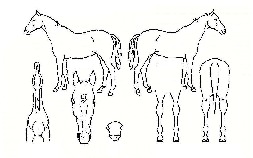 ºñ´ÏºñµðºñŰÀÚ¸¶ÀÇ Ãø¸é,¿ì¸é,µÞ¸é,µÎ»ó,´Ù¸®ÀÇ Æ¯Â¡µµÇØ