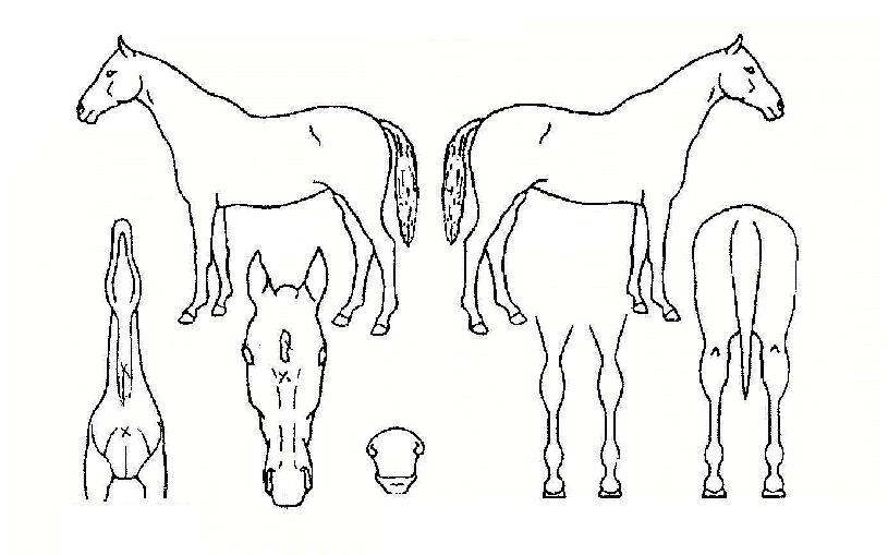 »õ¸¸±ÝÀÚ¸¶ÀÇ Ãø¸é,¿ì¸é,µÞ¸é,µÎ»ó,´Ù¸®ÀÇ Æ¯Â¡µµÇØ