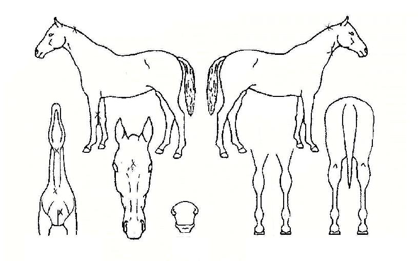 Ç캣ÀÇ Ãø¸é,¿ì¸é,µÞ¸é,µÎ»ó,´Ù¸®ÀÇ Æ¯Â¡µµÇØ