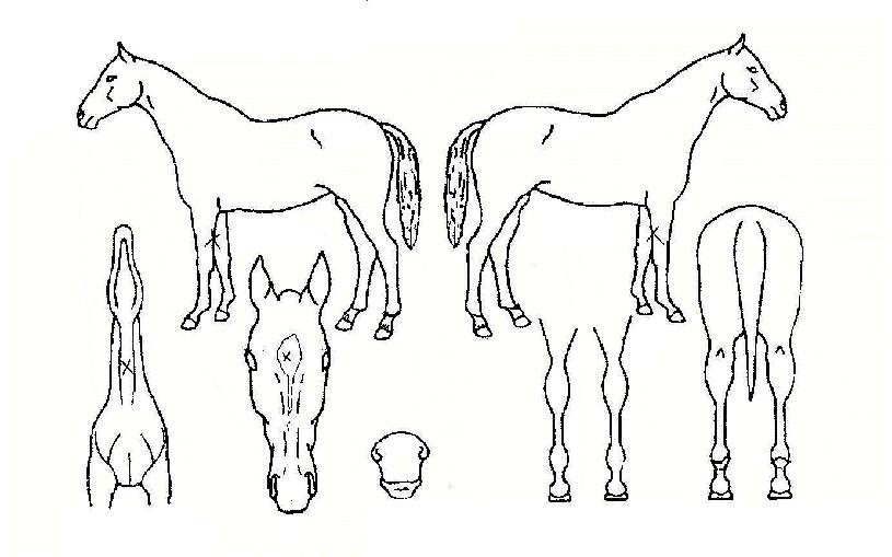 �������� ����,���,�޸�,�λ�,�ٸ��� Ư¡����