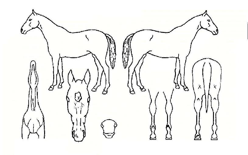 ���������� ����,���,�޸�,�λ�,�ٸ��� Ư¡����