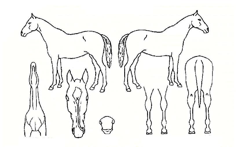 ��������ڸ��� ����,���,�޸�,�λ�,�ٸ��� Ư¡����