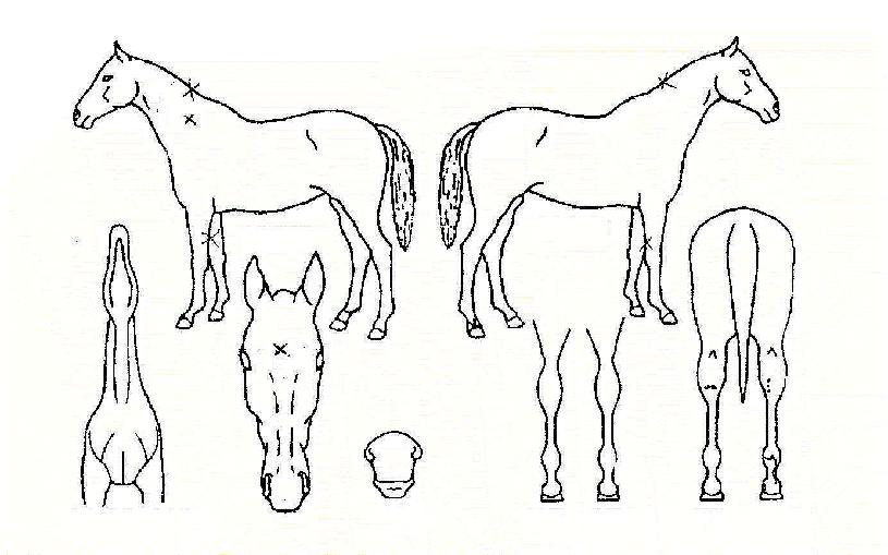 ¿¡½º¶óÀÎÀÇ Ãø¸é,¿ì¸é,µÞ¸é,µÎ»ó,´Ù¸®ÀÇ Æ¯Â¡µµÇØ