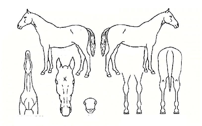 ¹®¼ö»çÀÇ Ãø¸é,¿ì¸é,µÞ¸é,µÎ»ó,´Ù¸®ÀÇ Æ¯Â¡µµÇØ