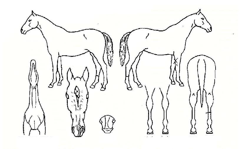 ¸ð¾ç¼ºÀÇ Ãø¸é,¿ì¸é,µÞ¸é,µÎ»ó,´Ù¸®ÀÇ Æ¯Â¡µµÇØ