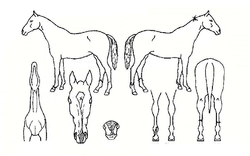 ����ž�� ����,���,�޸�,�λ�,�ٸ��� Ư¡����