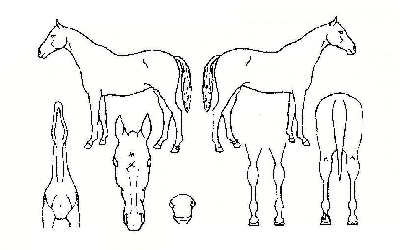 ¼®±¼¾ÏÀÇ Ãø¸é,¿ì¸é,µÞ¸é,µÎ»ó,´Ù¸®ÀÇ Æ¯Â¡µµÇØ