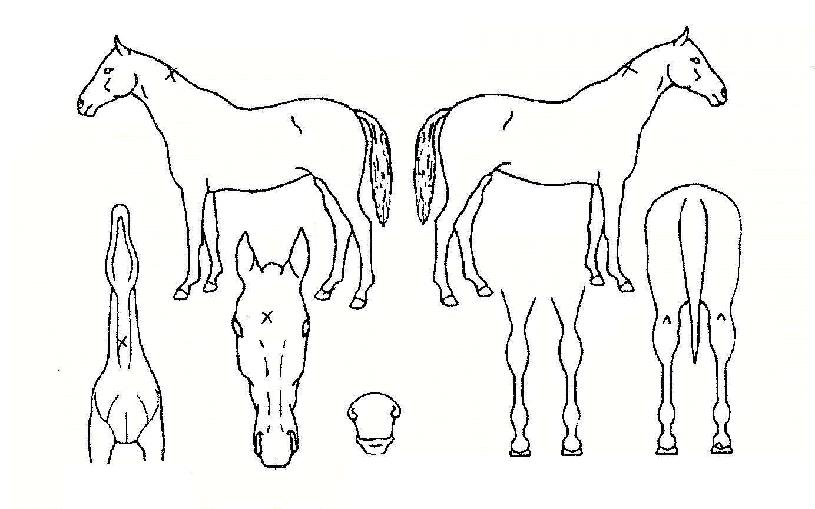 ÇöóÀÌ´í¼ÀÇ Ãø¸é,¿ì¸é,µÞ¸é,µÎ»ó,´Ù¸®ÀÇ Æ¯Â¡µµÇØ