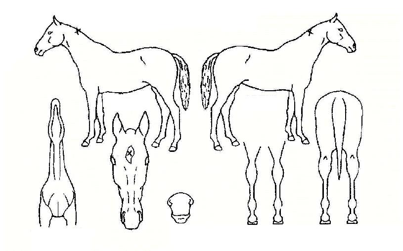 �귣�������� ����,���,�޸�,�λ�,�ٸ��� Ư¡����