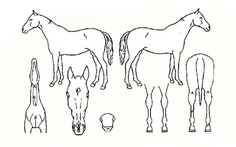 ÇÁ¸®Å·ÀÇ Ãø¸é,¿ì¸é,µÞ¸é,µÎ»ó,´Ù¸®ÀÇ Æ¯Â¡µµÇØ