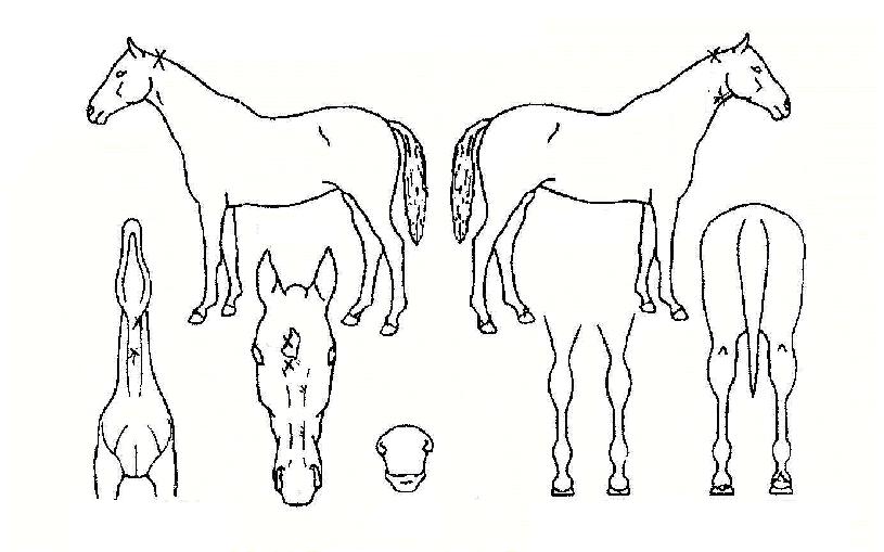 ÇÁ¸®¹öµåÀÇ Ãø¸é,¿ì¸é,µÞ¸é,µÎ»ó,´Ù¸®ÀÇ Æ¯Â¡µµÇØ