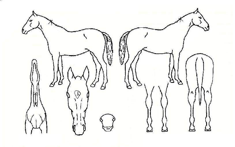 ³ª¸ÕÀúÀÇ Ãø¸é,¿ì¸é,µÞ¸é,µÎ»ó,´Ù¸®ÀÇ Æ¯Â¡µµÇØ