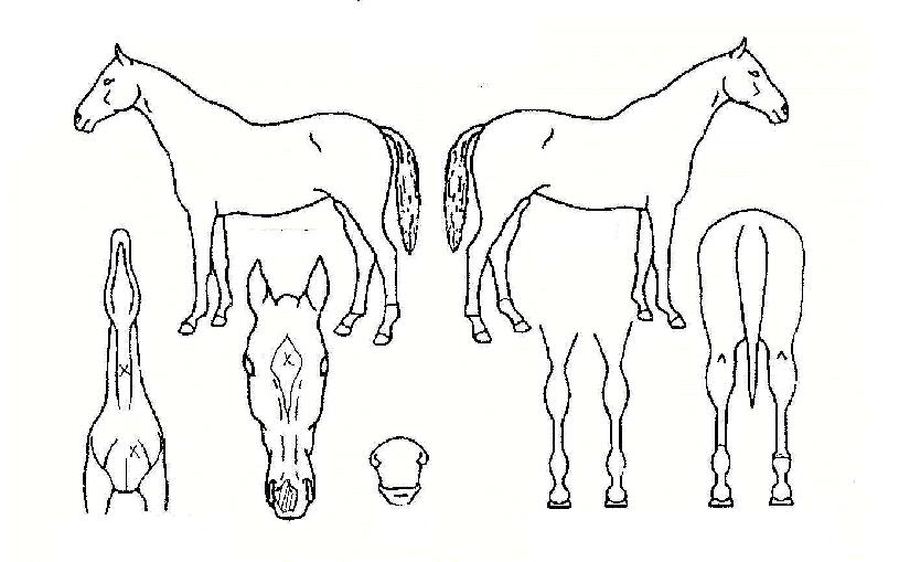 �������̾�Ʈ�� ����,���,�޸�,�λ�,�ٸ��� Ư¡����