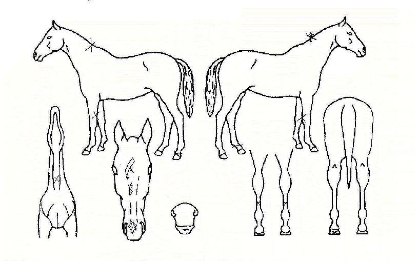 »çÀοÀÇÁÀÚ¸¶ÀÇ Ãø¸é,¿ì¸é,µÞ¸é,µÎ»ó,´Ù¸®ÀÇ Æ¯Â¡µµÇØ