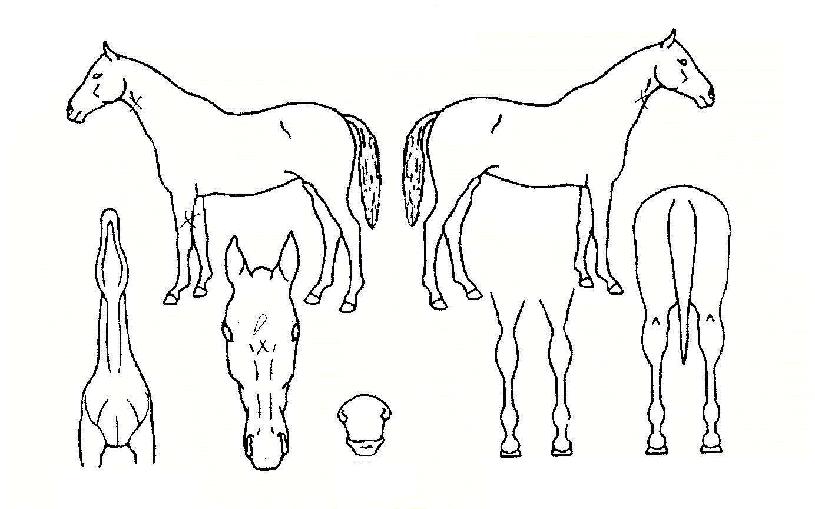 ¾Æ¿öº£½ºÆ®Ä¿ºøÀÚ¸¶ÀÇ Ãø¸é,¿ì¸é,µÞ¸é,µÎ»ó,´Ù¸®ÀÇ Æ¯Â¡µµÇØ