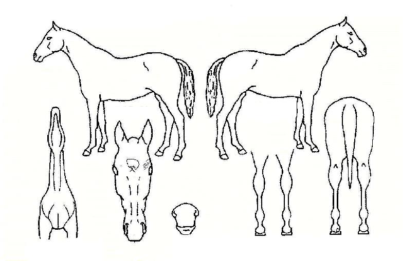 �츮�θ��ڸ��� ����,���,�޸�,�λ�,�ٸ��� Ư¡����