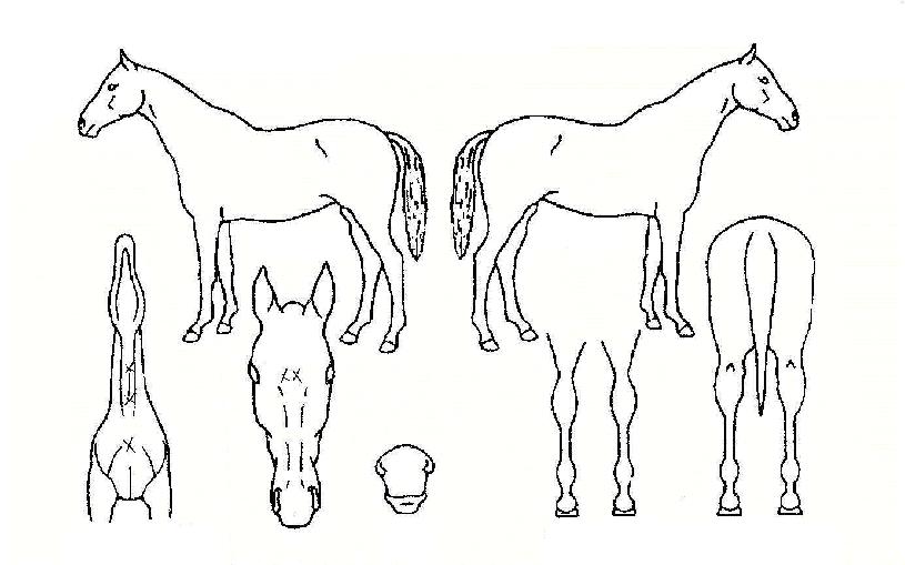 Ŀ�ǿ������ڸ��� ����,���,�޸�,�λ�,�ٸ��� Ư¡����