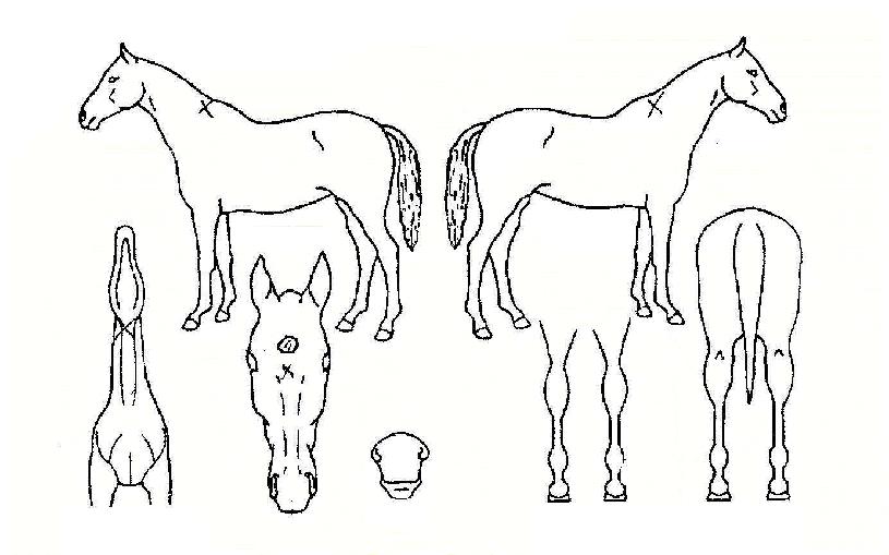 ��Ƽ���ڸ��� ����,���,�޸�,�λ�,�ٸ��� Ư¡����