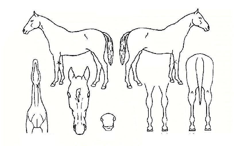 ��ǳ�� ����,���,�޸�,�λ�,�ٸ��� Ư¡����