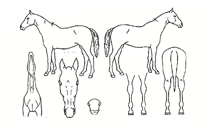 û»ê¹ÌÀÎÀÇ Ãø¸é,¿ì¸é,µÞ¸é,µÎ»ó,´Ù¸®ÀÇ Æ¯Â¡µµÇØ