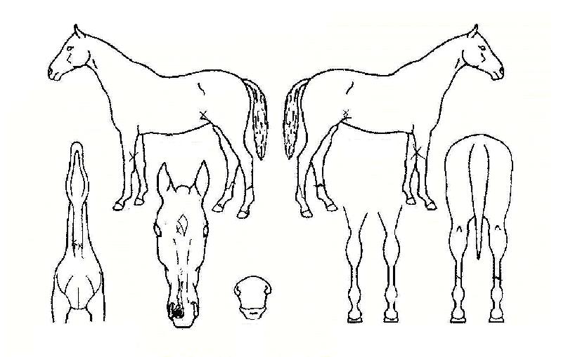 ��ﰢ�� ����,���,�޸�,�λ�,�ٸ��� Ư¡����