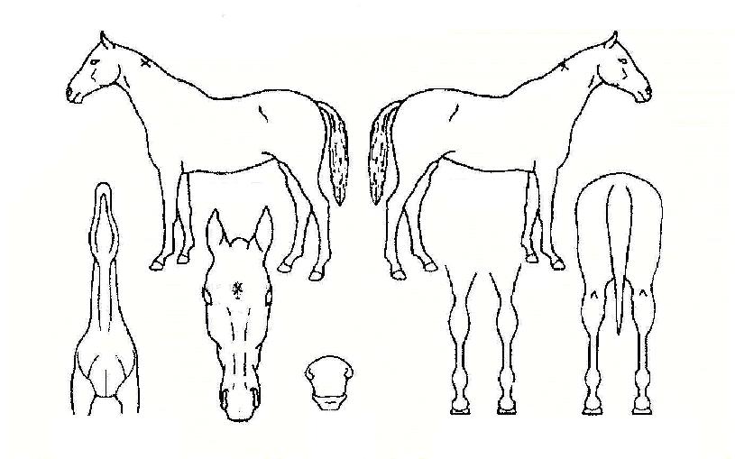 Çâ»êÀÇ Ãø¸é,¿ì¸é,µÞ¸é,µÎ»ó,´Ù¸®ÀÇ Æ¯Â¡µµÇØ