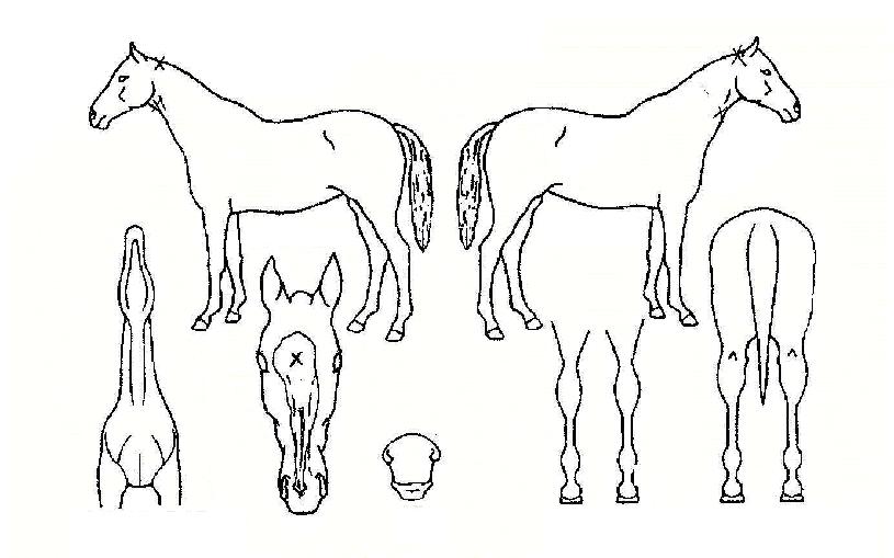 �����۷��̵��� ����,���,�޸�,�λ�,�ٸ��� Ư¡����