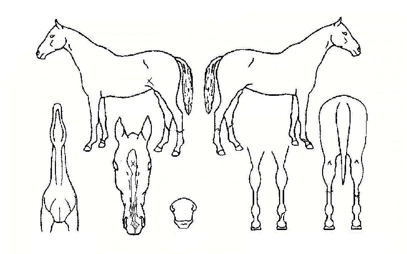 ��������� ����,���,�޸�,�λ�,�ٸ��� Ư¡����