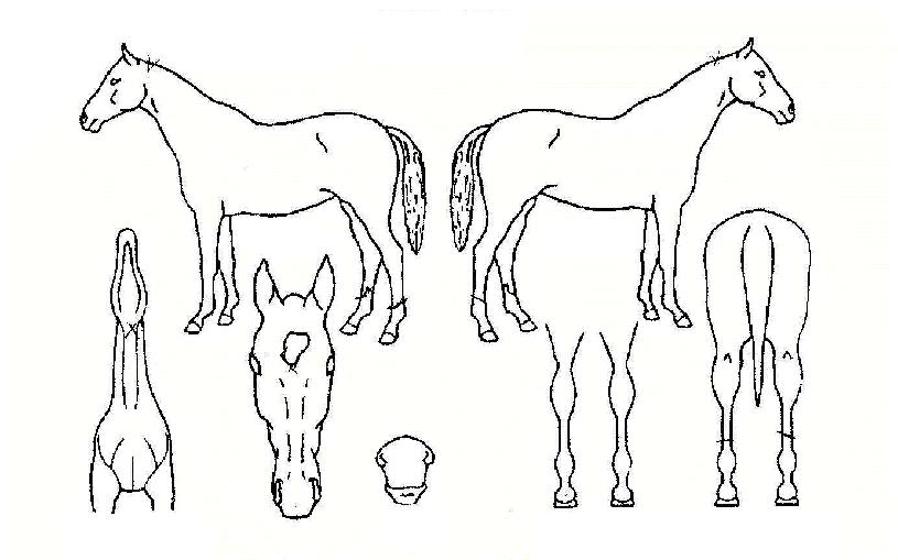 ��Ʈ���帲�� ����,���,�޸�,�λ�,�ٸ��� Ư¡����