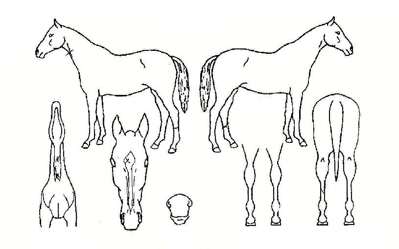 ��ġ���������� ����,���,�޸�,�λ�,�ٸ��� Ư¡����