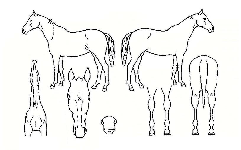 �̱۶��̵��� ����,���,�޸�,�λ�,�ٸ��� Ư¡����