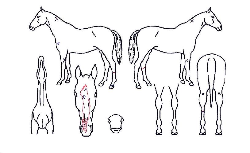 ²ÞÇϳªÀÇ Ãø¸é,¿ì¸é,µÞ¸é,µÎ»ó,´Ù¸®ÀÇ Æ¯Â¡µµÇØ