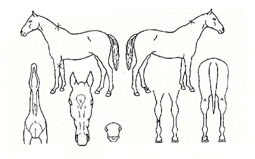 �����ϼҳ�Ÿ�� ����,���,�޸�,�λ�,�ٸ��� Ư¡����