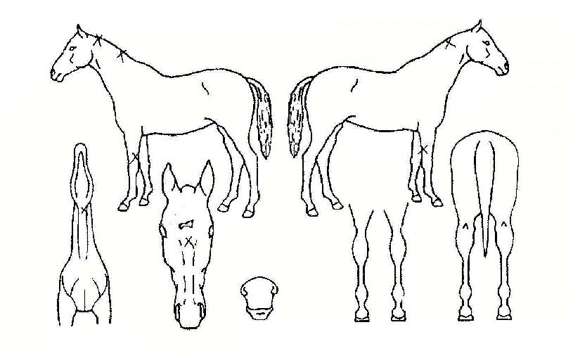 ³ì¸íºÀÀÇ Ãø¸é,¿ì¸é,µÞ¸é,µÎ»ó,´Ù¸®ÀÇ Æ¯Â¡µµÇØ