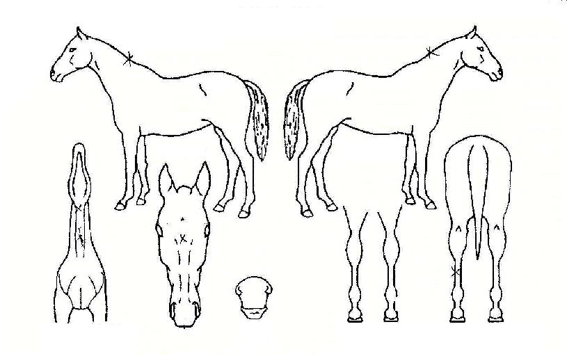 Á¦Æ®½ºÆ®¸²ÀÇ Ãø¸é,¿ì¸é,µÞ¸é,µÎ»ó,´Ù¸®ÀÇ Æ¯Â¡µµÇØ