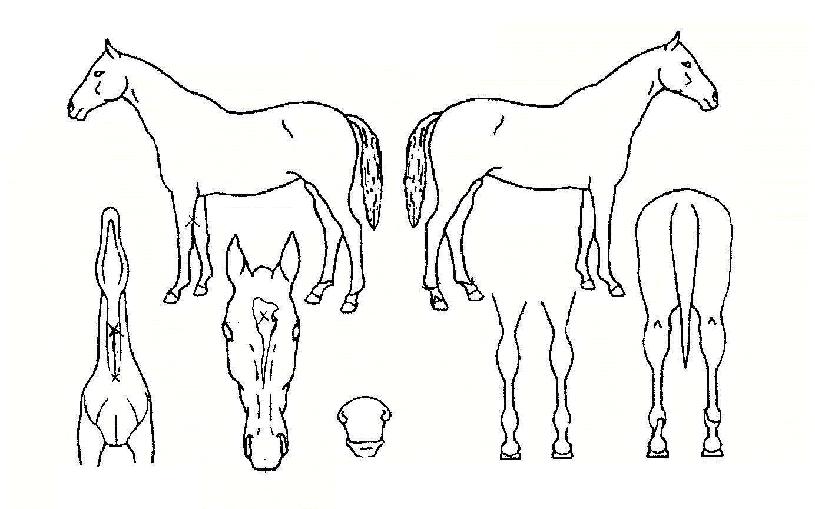 Ȳ���� ����,���,�޸�,�λ�,�ٸ��� Ư¡����