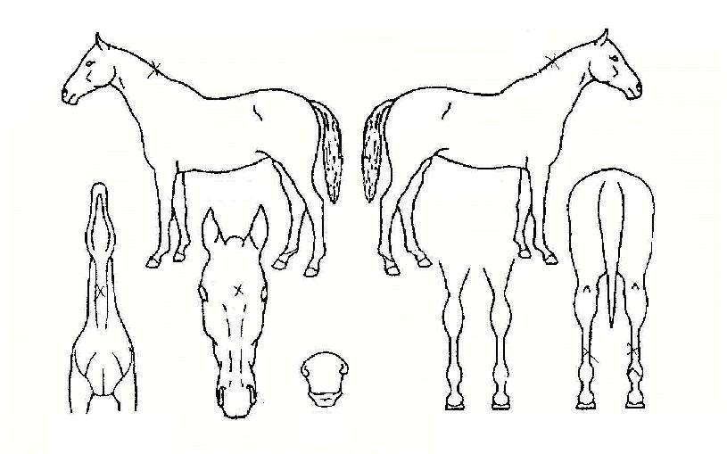 �뼺ȣ�� ����,���,�޸�,�λ�,�ٸ��� Ư¡����