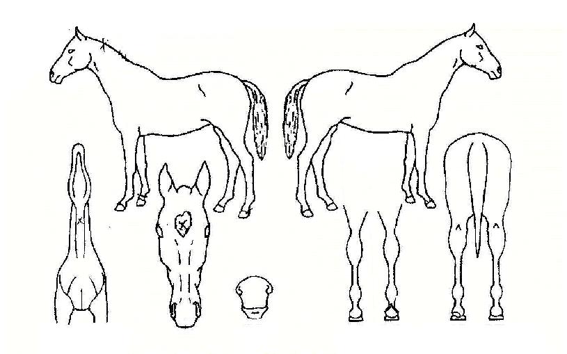 ¸¶ÀÌĸƾÀÇ Ãø¸é,¿ì¸é,µÞ¸é,µÎ»ó,´Ù¸®ÀÇ Æ¯Â¡µµÇØ