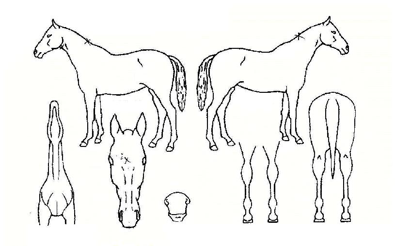 ºÒ±¤µµÀÇ Ãø¸é,¿ì¸é,µÞ¸é,µÎ»ó,´Ù¸®ÀÇ Æ¯Â¡µµÇØ