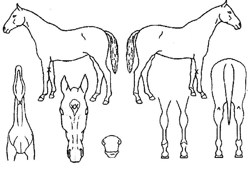 ���̼��н��� ����,���,�޸�,�λ�,�ٸ��� Ư¡����