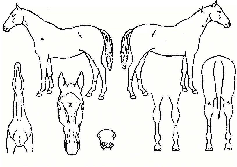 ������� ����,���,�޸�,�λ�,�ٸ��� Ư¡����