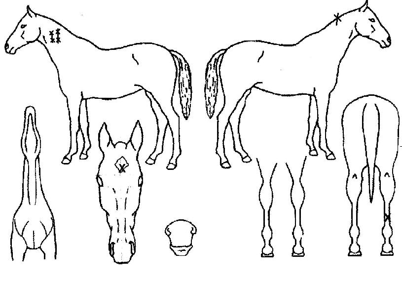 ���ϵ����Ʈ��Ƽ�� ����,���,�޸�,�λ�,�ٸ��� Ư¡����