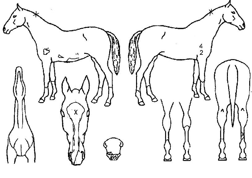 µ¥µå¼Â¼Æ°Æ¼ÀÇ Ãø¸é,¿ì¸é,µÞ¸é,µÎ»ó,´Ù¸®ÀÇ Æ¯Â¡µµÇØ