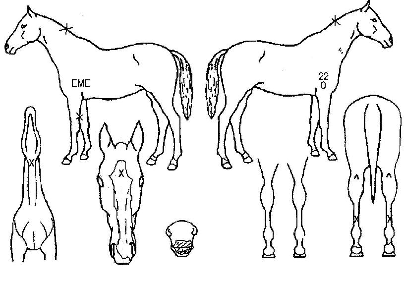 ��Ƽ�۸����� ����,���,�޸�,�λ�,�ٸ��� Ư¡����