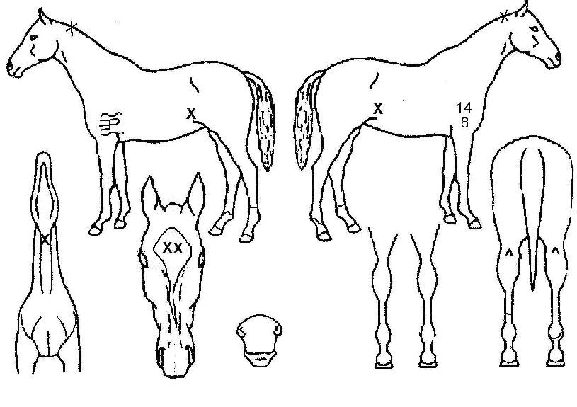 ��Ʈ��Ƽ������ ����,���,�޸�,�λ�,�ٸ��� Ư¡����