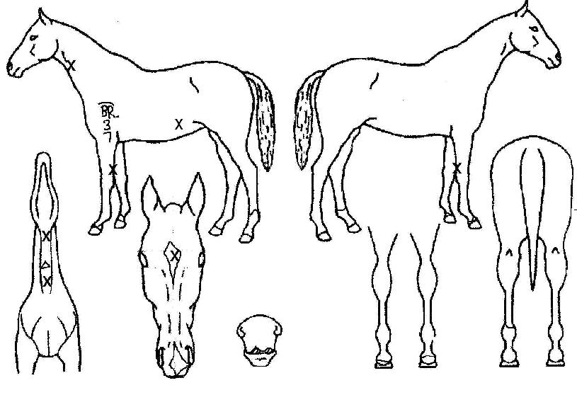 ½ºÅÚ¶ó³ë¹ÙÀÇ Ãø¸é,¿ì¸é,µÞ¸é,µÎ»ó,´Ù¸®ÀÇ Æ¯Â¡µµÇØ