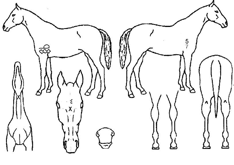 ÇÖÅÇ´í¼ÀÇ Ãø¸é,¿ì¸é,µÞ¸é,µÎ»ó,´Ù¸®ÀÇ Æ¯Â¡µµÇØ