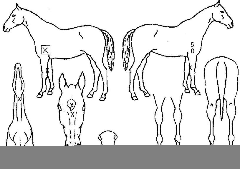 ¼¹Ù³ªÀÇ Ãø¸é,¿ì¸é,µÞ¸é,µÎ»ó,´Ù¸®ÀÇ Æ¯Â¡µµÇØ