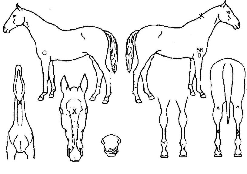 ¹Ì½Ã½ÃÇǹ̽ºÀÇ Ãø¸é,¿ì¸é,µÞ¸é,µÎ»ó,´Ù¸®ÀÇ Æ¯Â¡µµÇØ