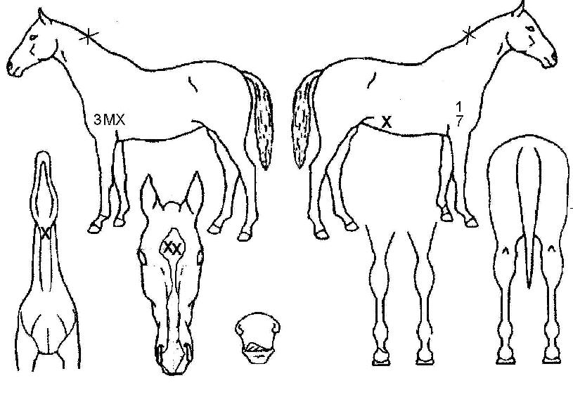 ü���ӵ帲�� ����,���,�޸�,�λ�,�ٸ��� Ư¡����